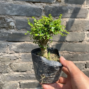 稀有品种 海南香兰树盆景素材 香兰树矮桩 名贵植物树种开花浓