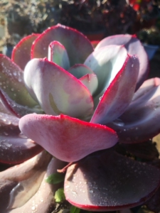 布鲁蓝 包菜布鲁蓝多肉 冠幅30左右 除新疆西藏海南云南广