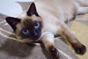 纯种暹罗猫活体星罗猫泰国猫星逻猫小猫活物宠物猫咪幼崽暹罗幼猫