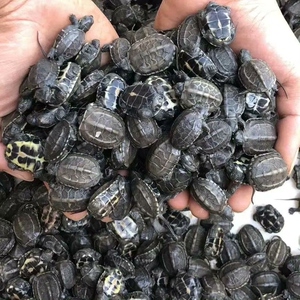 10只头苗草龟15.9包邮!随机送精品墨龟后代苗._阿里巴巴找货神器