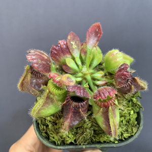 原种土瓶草,一物一拍,7公分盆原盆发货,包邮中通,疫情影响地