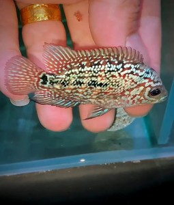 蛇纹罗汉鱼泰金大苗,5公分左右,大三其,广东省内包邮