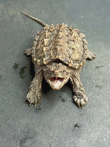 佛杂 大佛杂 1.0佛杂非大鳄北美佛鳄中美大小杂