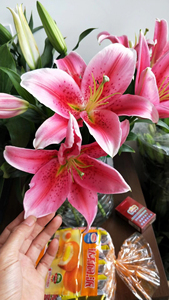 [爱心]多头梯伯百合