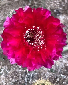 红衣主教仙人球