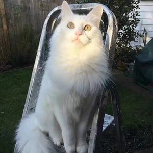 土耳其安哥拉猫