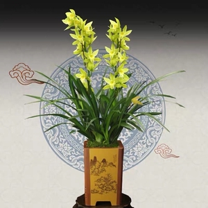 玉凤素兰花