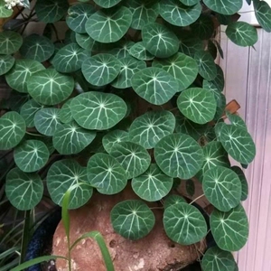 四季室内外爬藤植物血藤红藤山乌龟金不换花卉盆栽爬山虎发财树