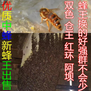 【限量供应】中蜂蜂王 蜂王种王中蜂 中蜂开产王 黄金蜂王红环