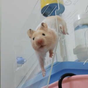 【白腰米熊】白腰米熊品牌,价格 - 阿里巴巴