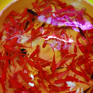 草金鱼冷水观赏鱼活鱼饲料锦鲫鱼苗红草鲫鱼草金 草金鱼批发