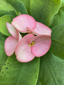 虎刺梅大花大叶型浅粉色,土面以上高度20厘米左右.带护心土发