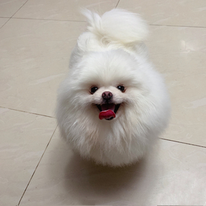 冉茂琦琦琦淘宝博美专用狗粮白色小体狗狗吃的去泪痕美毛小颗粒幼犬