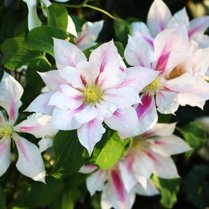 【仙女座】一棵包邮 满五送一 铁线莲扦插小苗攀援爬藤花苗阳台