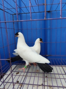 扬州点子鸽