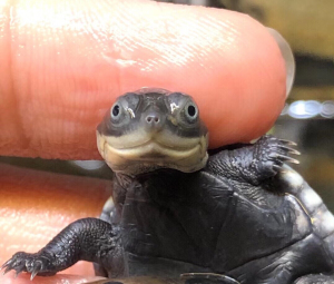 【亏本冲量】会仰泳的西非侧颈龟,沼泽侧颈龟,活体西非龟活体沼