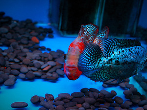 精品蛇纹泰古罗汉鱼,超级无敌大三鳍,镭射三鳍,品质自鉴,明价