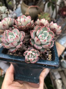 娜娜小勾多肉老庄养了四年 带盆价格 有瑕疵 杆子有个小洞 成