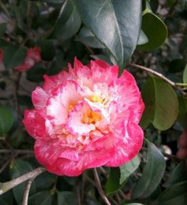 原生品种茶花宽彩带又叫女皇二号原盆原土发货一棵34.8包邮
