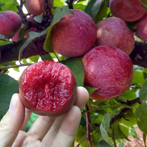 红心李新鲜现货钱排三华李红心李子孕妇水果甜酸脆爽2斤小果