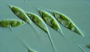 圆水蚤活苗鱼虫500只 绿藻种500ml(包邮)_阿里巴巴找货神器