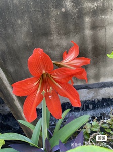 【米克斯朱顶红】米克斯朱顶红品牌,价格 - 阿里巴巴