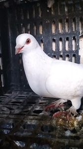 公鸽子处理.甘肃高飞.300一个包邮._阿里巴巴找货神器