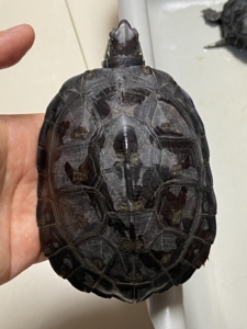 纯种黑颈龟广西