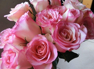 红袖,正版切花月季,荷兰品种.喜欢玫瑰不如养一盆"红袖玫瑰"