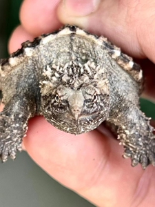 福利捡漏原种纯佛鳄龟苗爆刺十字眼大头吃肉凶猛