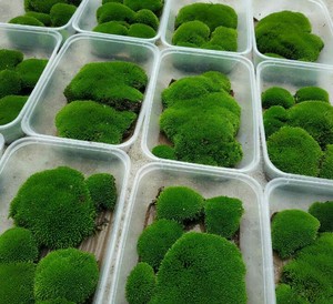 朵朵苔藓微景观盆景铺面装饰青苔山水盆景苔藓植物朵朵藓