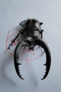 82mm犀牛叉角锹形虫,a1/a-.