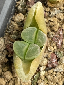 多肉植物冰风铃玉肉锥单双头出图上5颗,状态如图,实物拍摄,一