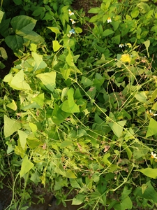 杠板归新鲜犁头刺藤老虎利野生老虎舌草中草药老虎莉月子洗澡农村