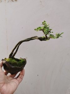 榆,文人型榆树,258包邮,4.22