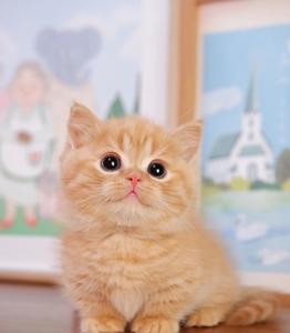 橘猫纯种短腿