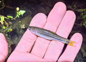 【南方波鱼】南方波鱼品牌,价格 - 阿里巴巴