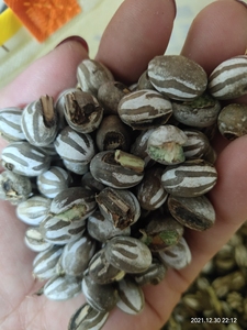 野生杨拉罐东北特产 100个