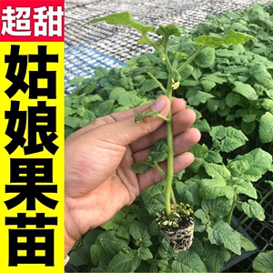 超甜金黄红洋姑娘果秧苗种子四季春秋大果灯笼果锦灯阳台盆栽菇娘
