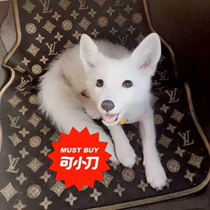 白狐幼崽 宠物狐 异宠雪狐 北极狐 火狐纯种蓝眼狐 狐狸