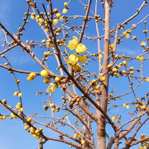 特价处理 檀香腊梅花树苗 耐寒耐旱不怕冻成活率百分之百盆栽地