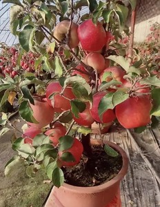 盆栽苹果精品矮桩苹果树正宗嫁接矮化苹果价格优惠矮生苹果树苗阳