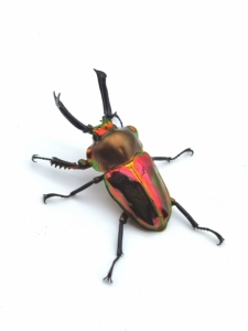 彩虹锹甲 红彩成虫 红色彩虹