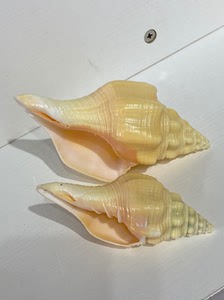 2个厚皮黄香螺打包 黄芒果螺 天然精品海螺 右旋海螺