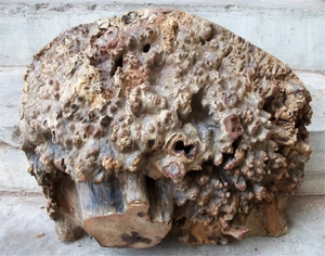 买卖收购各种树瘤荔枝树瘤龙眼崖柏松明子黄花梨黄牛木来图报价树