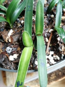 南非毛兰君子兰,两年半苗,4至6叶褪过叶!紫红背,白线明显