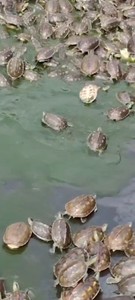 外塘大小珍珠龟宠物苗子中华花龟台湾草龟观赏龟深水龟养殖场批发