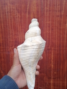 海螺壳响螺角螺螺号吹螺号角,长度如图,重1.6斤多,吹的嘟嘟