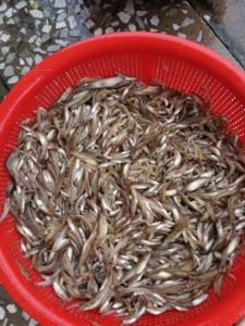 野生水库 吓唬鱼 山坑鱼 小黄鱼16一斤十斤起广东省内包邮