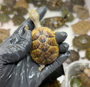 麝香龟,浅色背甲精美头纹,5 一公二母打包